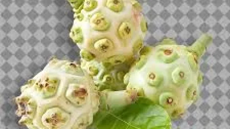 Manfaat Mangkudu untuk mengobati hipertensi