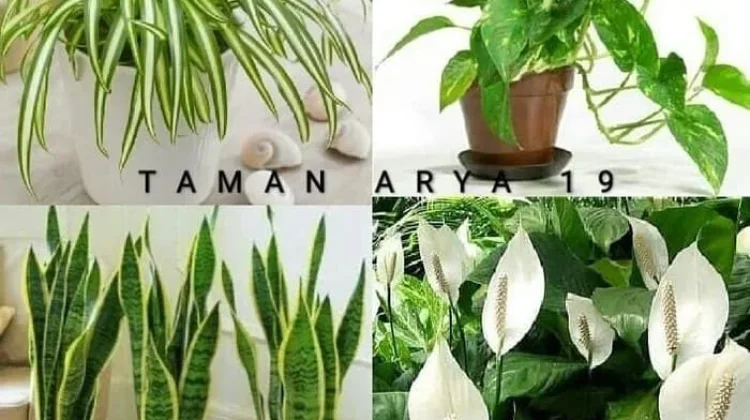 Mengenal Berbagai Jenis Tanaman Pembersih Udara