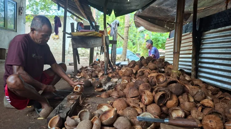 Harga Kopra Malra Anjlok ke Rp 8.000, Pengusaha Keluhkan Ketidakpastian harga