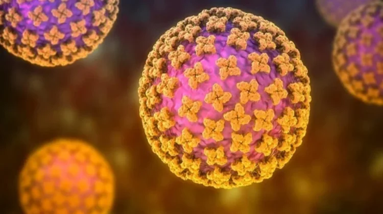 Peneliti BRIN Minta Masyarakat Tenang: Hantavirus Belum Ditemukan di Indonesia