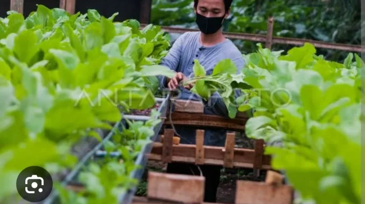 Urban Farming: Solusi Pangan Mandiri dan Gaya Hidup Sehat di tengah Kota
