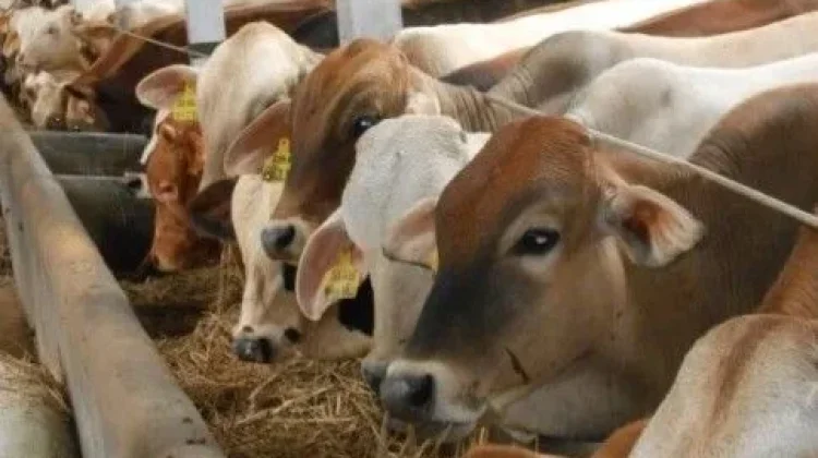 Mendekati Idul Adha, Hewan Kurban Mulai Ramai Diperdagangkan