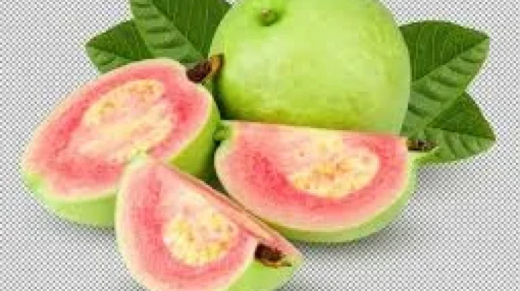 Jambu biji,tanaman buah sehat tanpa pupuk kimia