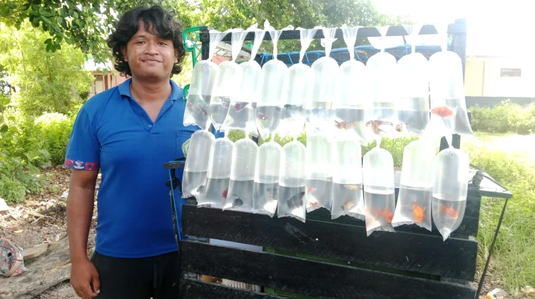 Manfaatnya Memelihara Ikan Hias Bagi Anda