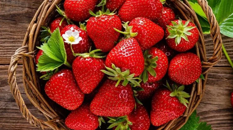 Stroberi, Si Kecil Merah yang Lezat Bermanfaat