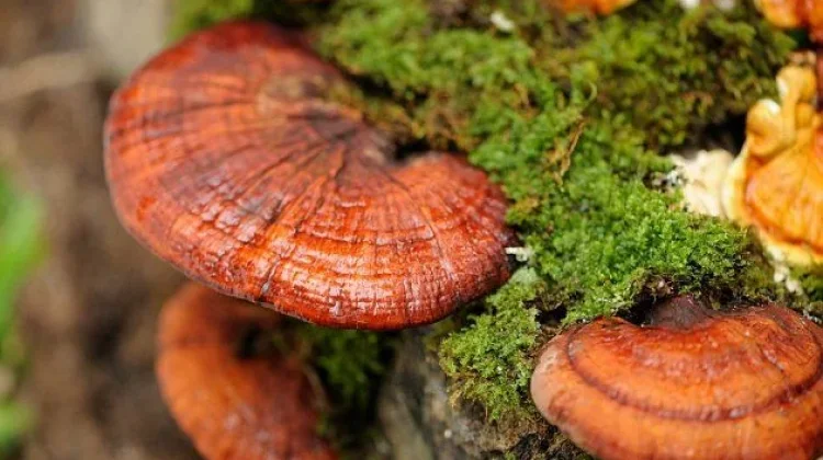 Mengenal Jamur Ganoderma Lucidum, Saingan Gingseng dalam Ilmu Pengobatan