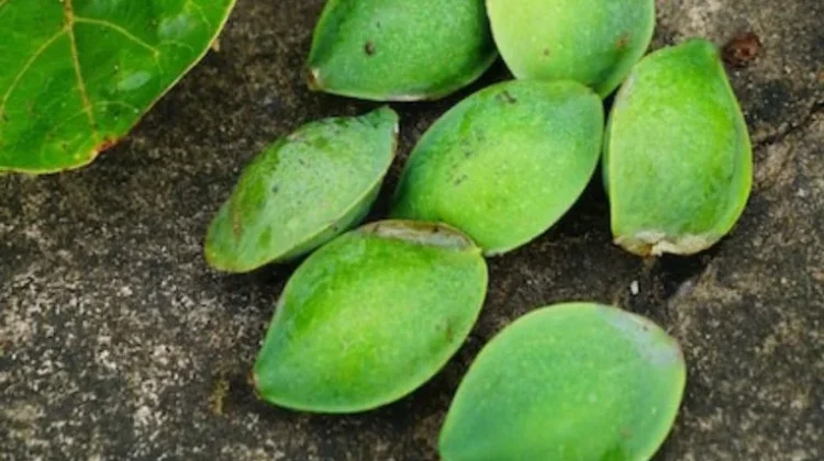 Buah Ketapang dan Manfaatnya, Ini yang Perlu Kamu Ketahui