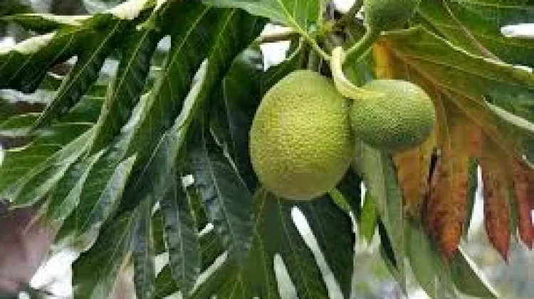 Daun Sukun Manfaatnya Bagi ibu Pasca Melahirkan