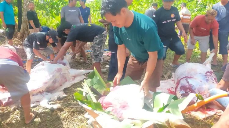 Warga PMJ Tual-Malra Sembelih Hewan Kurban Idul Adha Bersama