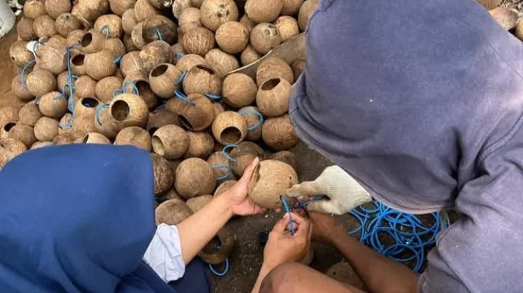Kreativitas Warga, Batok Kelapa Diubah Menjadi Pelampung Budidaya Rumput Laut