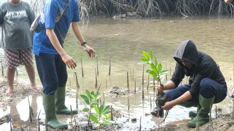 Bea Cukai Tual Laksanakan Penanaman Mangrove di Ohoi Dian Pulau