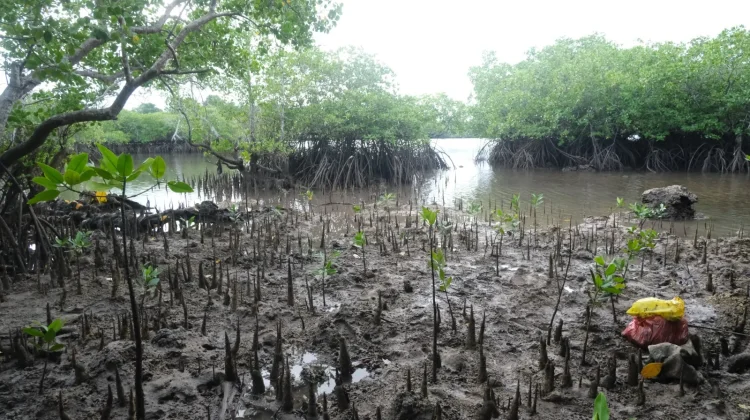 Bea Cukai Tual Laksanakan Penanaman Mangrove di Ohoi Dian Pulau