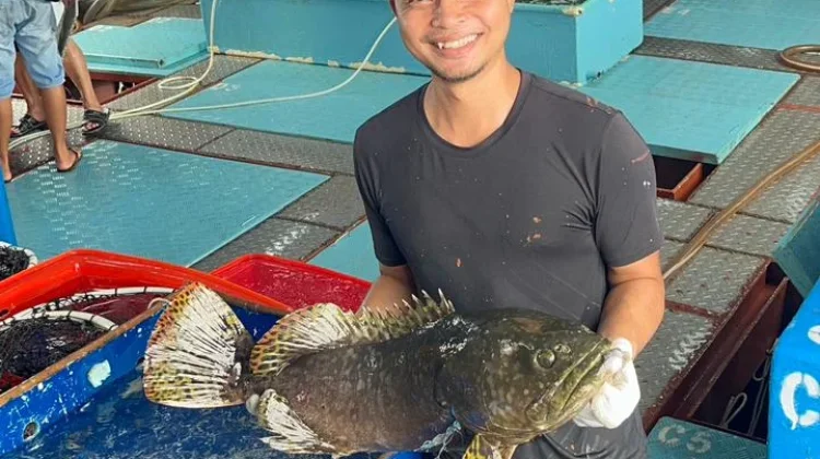 4,6 Ton Kerapu Hidup Asal Maluku Diekspor ke Hong Kong