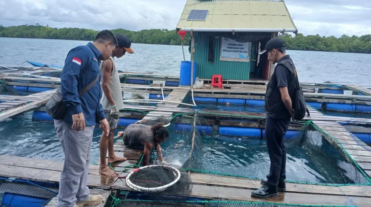 4,6 Ton Kerapu Hidup Asal Maluku Diekspor ke Hong Kong