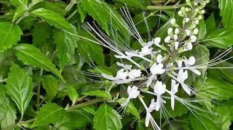 Tanaman Herbal Kumis Kucing pada Kesehatan Tubuh
