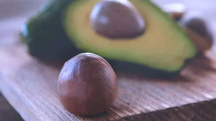 Tanaman Buah Biji Alpukat Memiliki Protein dan Bergizi pada Tubuh