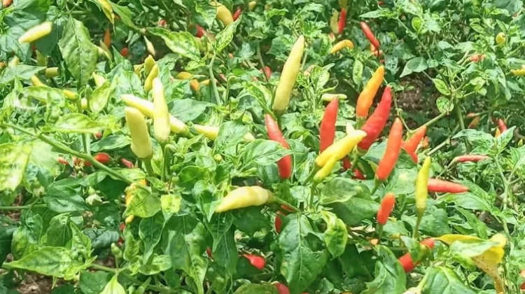 Berkebun Cabai Jadi Langkah Nyata Menjaga Inflasi