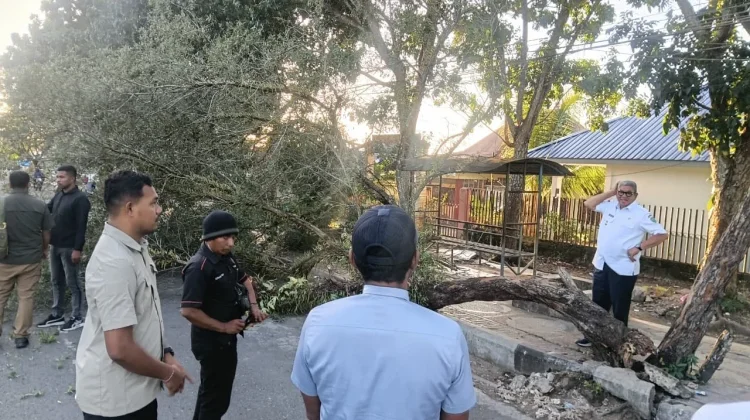 Respons Cepat Bupati Malra Buka Akses Jalan usai Pohon Tumbang di Langgur
