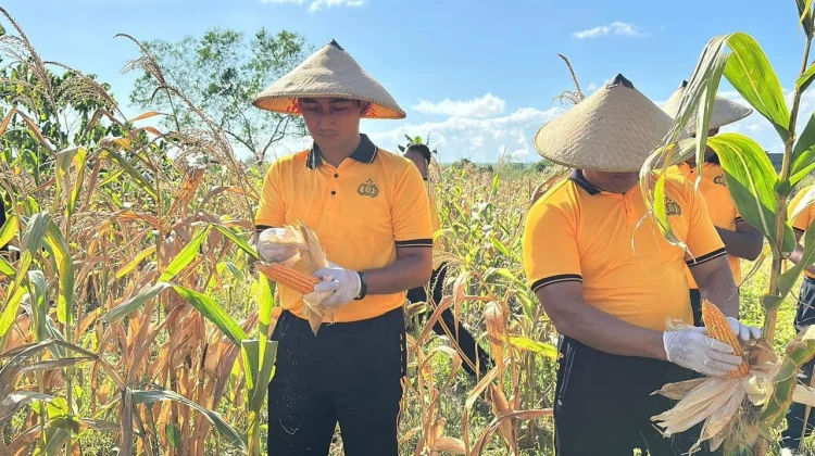 Mendukung Program Ketahanan Pangan, Polres Tual Laksanakan Panen Raya Jagung