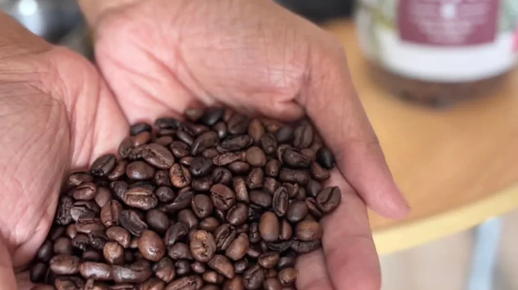 Desa Letvuan dan Pariwisata Kopi Arobustanya