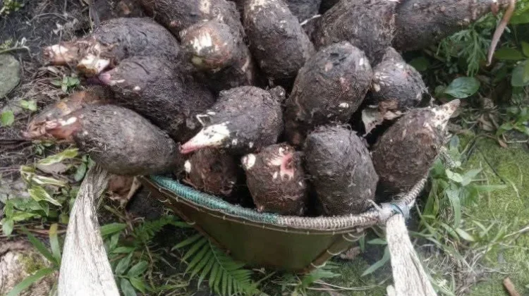 Keladi Waur, Rajutan Gotong Royong dan Berkah Ekonomi dari Jantung Kei Besar