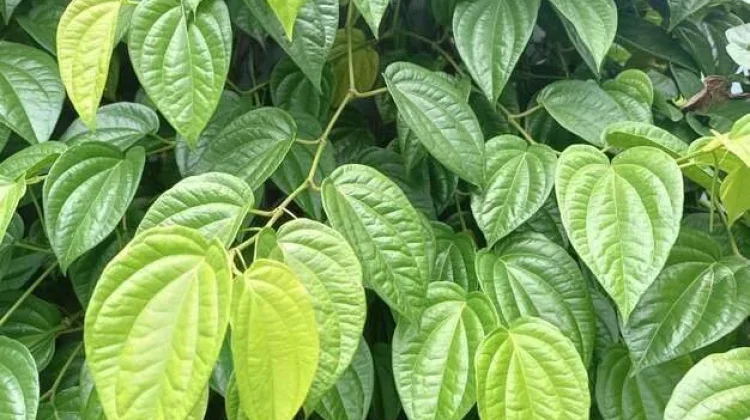 Daun Sirih Tanaman Herbal pada Kesehatan