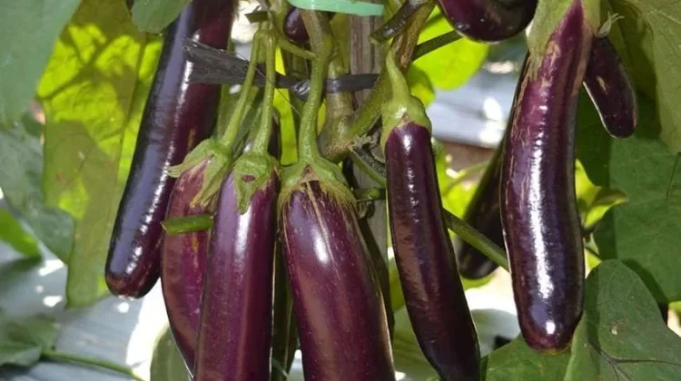 Tumbuhan Tanaman Terong, Memiliki Kandungan Vitamin pada Tubuh