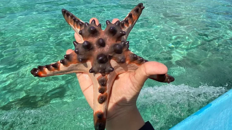 Penjaga Setia Dasar Laut: Menilik Peran Vital Bintang Laut