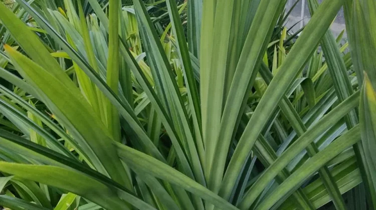Keajaiban Daun Pandan Wangi Selain Jadi Pengharum Masakan