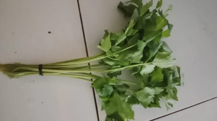 Bukan Sekadar Taburan Masakan, Seledri ternyata Kaya Manfaat