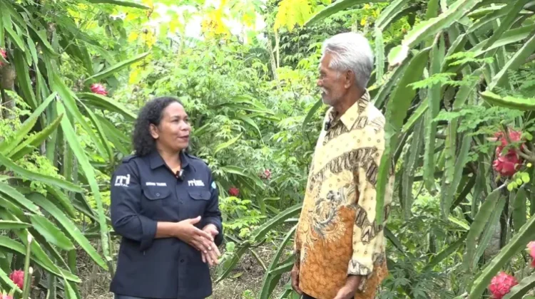 Peluang Manis Budidaya Buah Naga di Maluku Tenggara