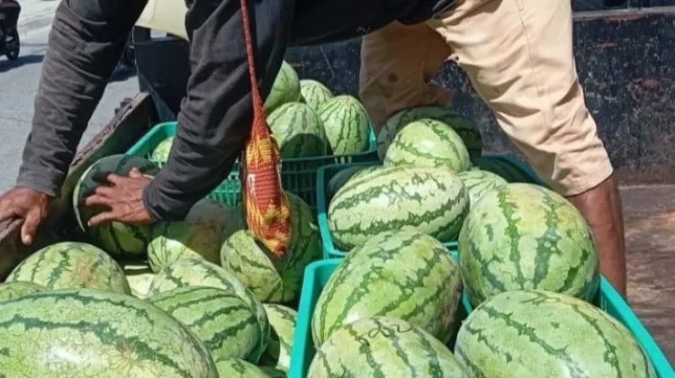 Program MBG Beri Peluang Pasar, Petani Semangka Semakin Bersemangat menanam