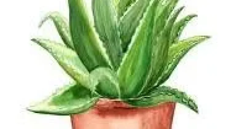 Lidah Buaya,Obat Panu Tradisional yang Mujarab