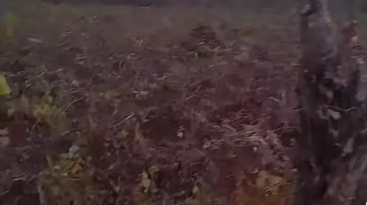 Dampak Musim Panas Tanaman Enbal dan Petatas Petani di Ohoidertutu Mengering