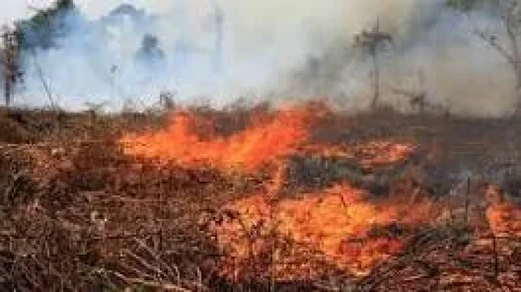 Bercocok tanam Tidak Harus Bakar Lahan