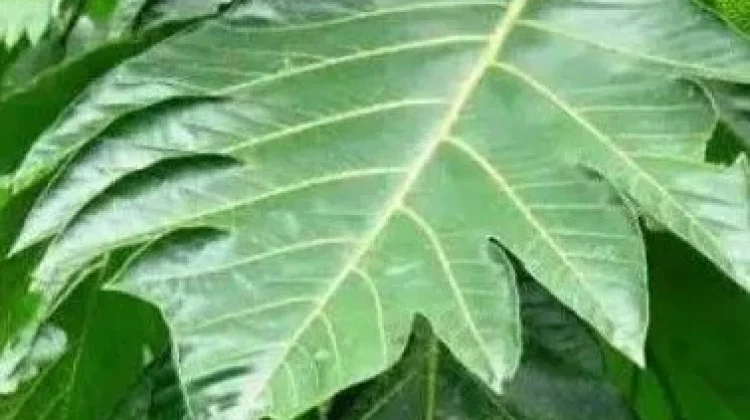 Manfaat Daun Sukun untuk Kesehatan