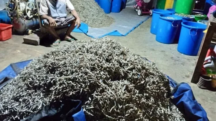 Kemarau Panjang Menguntungkan Pengusaha Ikan