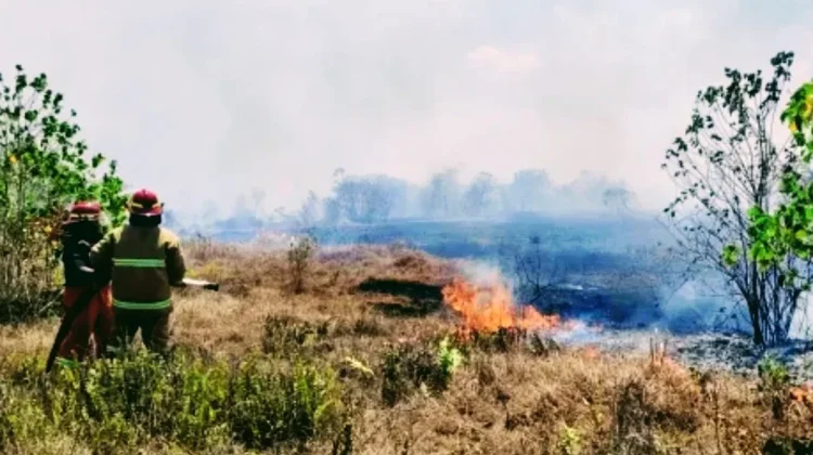 Fenomena Karhutla Menjadi Ancaman Nyata di Teritori Kepulauan Kei