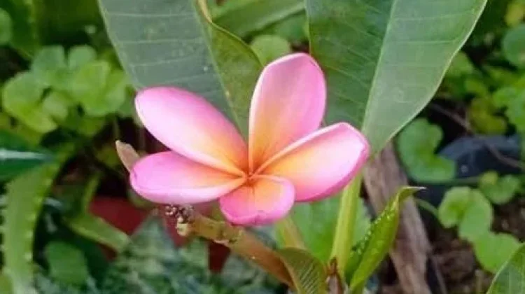 Manfaat daun Kamboja untuk kesehatan