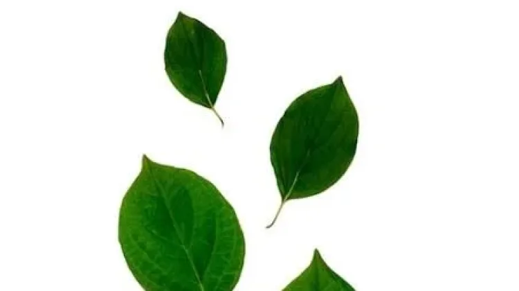 Manfaat daun sirih untuk kesehatan
