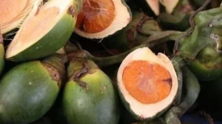 Manfaat buah pinang untuk kesehatan