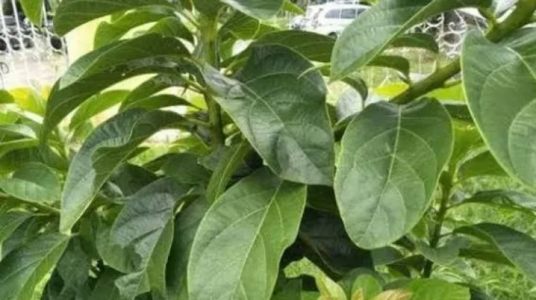 Manfaat daun alpukat untuk kesehatan
