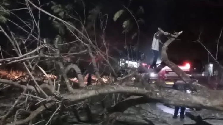 Damkar Malra Tuntaskan Evakuasi Pohon Tumbang di Vatwahan