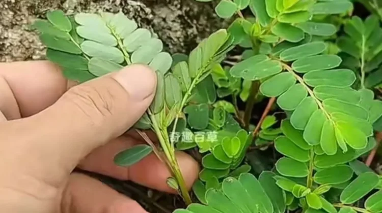Daun Meniran : Tanaman Herbal dan Bermanfaat pada Kesehatan Tubuh