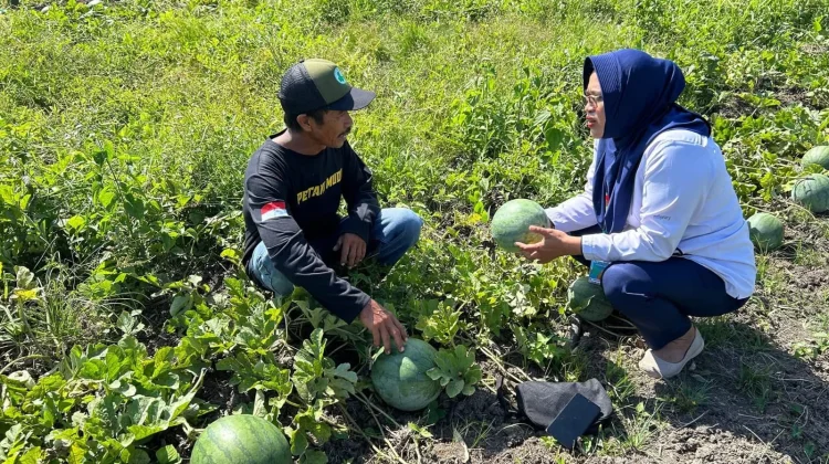Kemarau Panjang Bawa Berkah, Panen Semangka Melimpah Diserap untuk Kebutuhan MBG