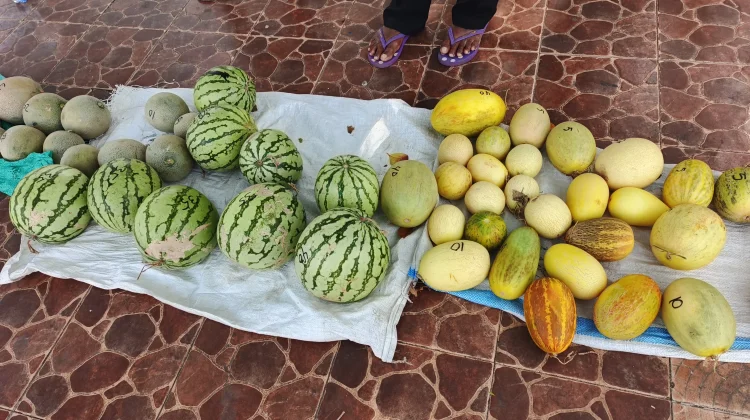 Petani Wunlah Tanimbar Keluhkan Minimnya Bantuan Pemerintah