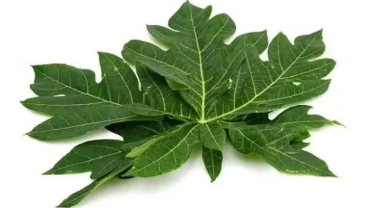 Mari Kenali Manfaat Daun Pepaya