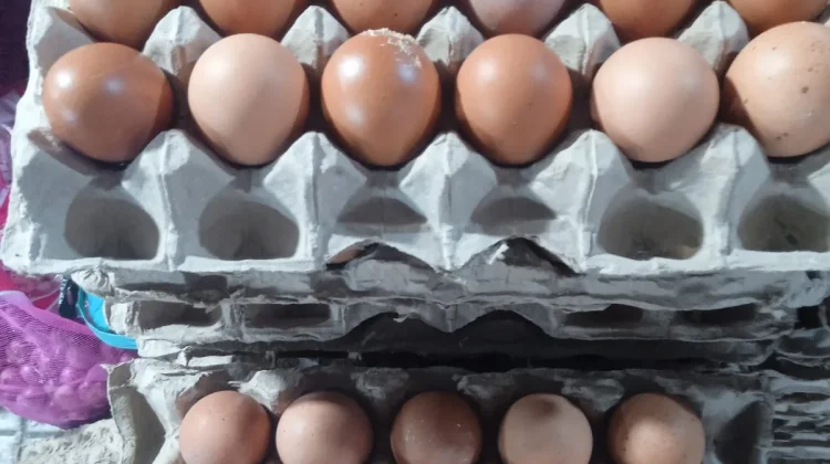 Telur Luar Banyak Busuk,Pedagang Langgur Pilih Telur Lokal Ngadi