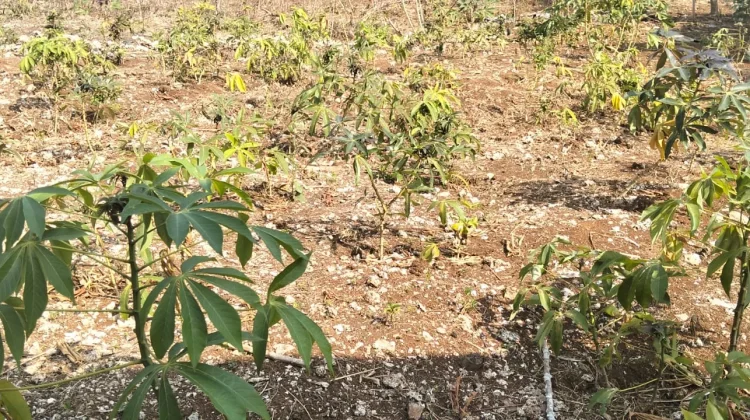 Kemarau Panjang, Petani Enbal di Kepulauan Kei Keluhkan Gagal Panen