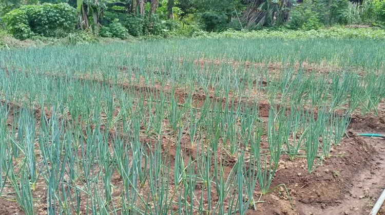 Musim Kemarau Tekan Petani, Biaya Merawat Daun Bawang Meningkat Tiga Kali Lipat